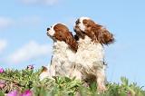 CAVALIER KING CHARLES 266